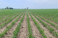 Pachetul erbicid Lumax® Dual® Next, o nouă soluție de la Syngenta pentru protecția culturilor de porumb