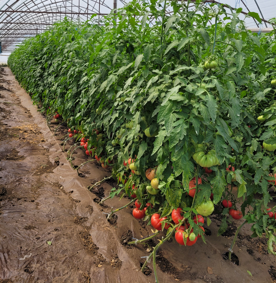 „Tomata” 2023, creștere de peste 20% a numărului de legumicultori care solicită subvenția