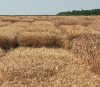 Cercetarea și dezvoltarea, rol esențial în definirea agriculturii durabile
