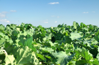 Noi standarde în managementul culturii de rapiță, cu regulatorul de creștere Hingios® de la Bayer