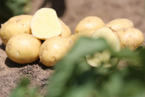 Evenimente dedicate fermierilor: Legume Fructe Live Connect și Ziua Cartofului Live Connect