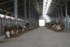 Comisia Europeană a aprobat un ajutor de stat pentru crescătorii de animale din Danemarca