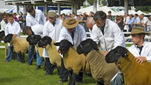 Start la plata ajutorului de stat pentru ameliorarea raselor de animale
