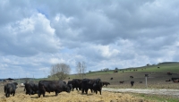 Asociația Aberdeen Angus România: Începe Graficul COP semestrul II 2020