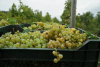 Sprijin financiar de la UE pentru asigurarea recoltelor de struguri pentru vin