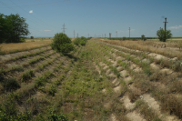 Ghidurile solicitantului pentru intervenții în zootehnie, irigații, tineri fermieri, postate în consultare publică