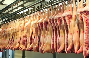 Ultima oră: botoșănenii au sacrificat peste 70.000 de porci
