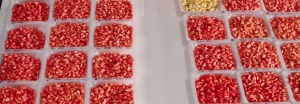 Capsule biologice pe bază de drojdie Sustaine™, pentru reducerea utilizării microplasticului