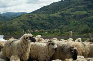 Pesta micilor rumegătoare: PRO AGRO dă vina pe ANSVSA