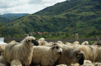 Pesta micilor rumegătoare: PRO AGRO dă vina pe ANSVSA