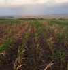 Faliment, cuvântul care stă pe buzele agricultorilor