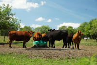 Bani europeni pentru achiziția de animale