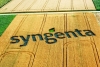Anunț Syngenta: reomologare Ortiva și Voliam Targo, respectiv modificarea denumirii comerciale a fungicidului Ortiva în Amistar