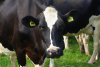 29 martie 2023, crescătorii de bovine protestează, le-a ajuns cuțitul la os!