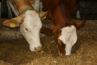 SCZ bovine pentru 2022, subiectul întâlnirii crescătorilor cu ministrul Agriculturii