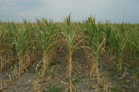 Aspecte ale fenomenelor de ofilire (veștejire) și șiștăvire (zbârcire) la plantele agricole