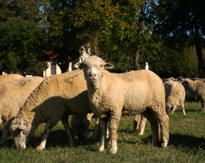 248 lei/cap de tineret femel ovin/caprin, sprijin de urgență