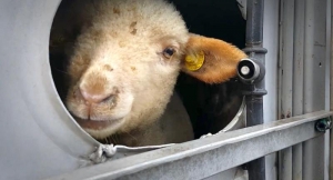 Oierii bistrițeni, campioni la exportul de miei