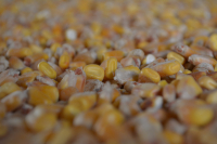 Acordul Mercosur: Pierderi pentru sectorul agricol european