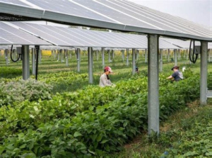 Agrivoltaic, sistemul cu nenumărate beneficii pentru agricultură