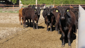 Formare practică pentru crescători de animale și medici veterinari