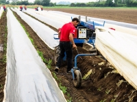 A mai rămas puțin timp până la conferința „Lanțul alimentar scurt” - Bunele practici în agricultura românească aduse de certificarea GlobalG.A.P..
