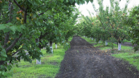 Combaterea practicilor comerciale neloiale în sectorul horticol