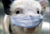 Primele focare de pestă porcină africană, confirmate la suinele din gospodării. „Am încercat să facem riscul acesta vizibil în ochii și urechile autorităților și deținătorilor de animale!”, (Ladoși, APCPR)