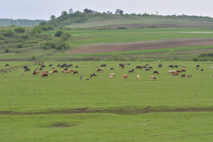 APIA plătește diferențele la ajutorul de stat în sectorul creșterii animalelor