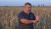 Poveștile ,,bruxelleze” în agricultură. Azi, despre reducerea pesticidelor