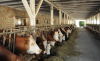 Zeci de mii de „ferme de bovine” încasează subvenții fără să aibă animale