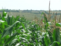Semănatul timpuriu al porumbului