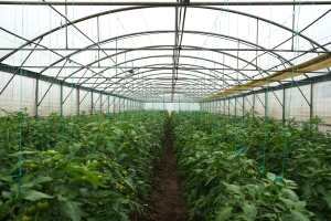 Soluții de biocontrol în legumicultură