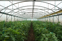 Soluții de biocontrol în legumicultură