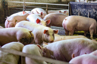 Ajutorul de stat pentru crescătorii de porci, aprobat de Comisia Europeană