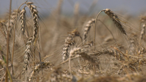 Măsuri pentru implementarea sistemului de autorizare la export al Ucrainei pentru produsele agricole