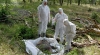 Noile cifre privind evoluția pestei porcine africane în România