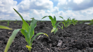 Tehnologii care ajută agricultura să răspundă mai eficient unei clime în continuă schimbare