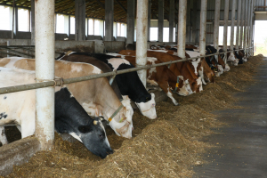 ANT bovine, 48 de milioane de euro. Banii, doar pentru fermele în care există animale