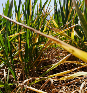 Comisia Europeană: Forța majoră se poate aplica tuturor fermierilor dintr-o zonă afectată de dezastre naturale grave și imprevizibile sau de fenomene meteorologice