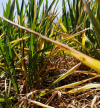 Comisia Europeană: Forța majoră se poate aplica tuturor fermierilor dintr-o zonă afectată de dezastre naturale grave și imprevizibile sau de fenomene meteorologice