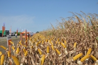 Patru noi hibrizi KWS pentru cultivatorii de porumb