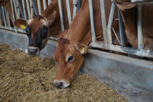 AFIR: 589 de milioane de euro pentru investiții în exploatații vegetale și zootehnice, bani disponibili până la 25 ianuarie 2022