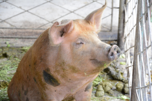 E nevoie urgent de sprijin pentru ca fermele de porci să-și poată continua activitatea