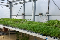 4 hibrizi și un soi de tomate, creațiile USAMVB Timișoara