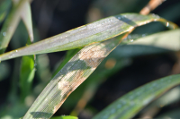 Fungul Septoria tritici, prezent în culturile de grâu