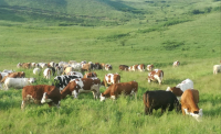 Produse certificate Bio din lapte de vacă, de la Stațiunea Cojocna a USAMV Cluj-Napoca