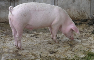 100 euro/UVM, ajutor de stat pentru crescătorii de porci
