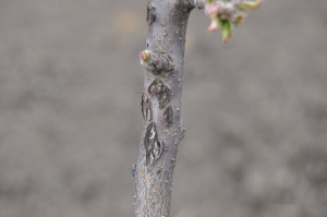 Pomicultori, atenție la materialul de plantat!