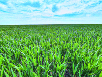 Instalarea stației meteo și protejarea culturii. Smart Farm, etapa a IV-a